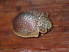 Paropsis dilatata