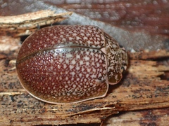 Paropsis dilatata