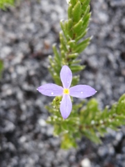 Gnidia penicillata