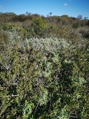 Helichrysum revolutum