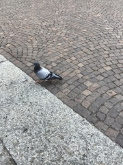 Columba livia domestica