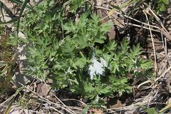 Artemisia koidzumii