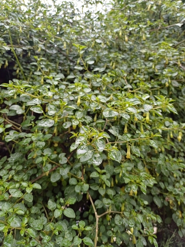 Salpichroa tristis, photograph 2