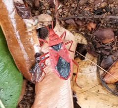 Probergrothius sanguinolens