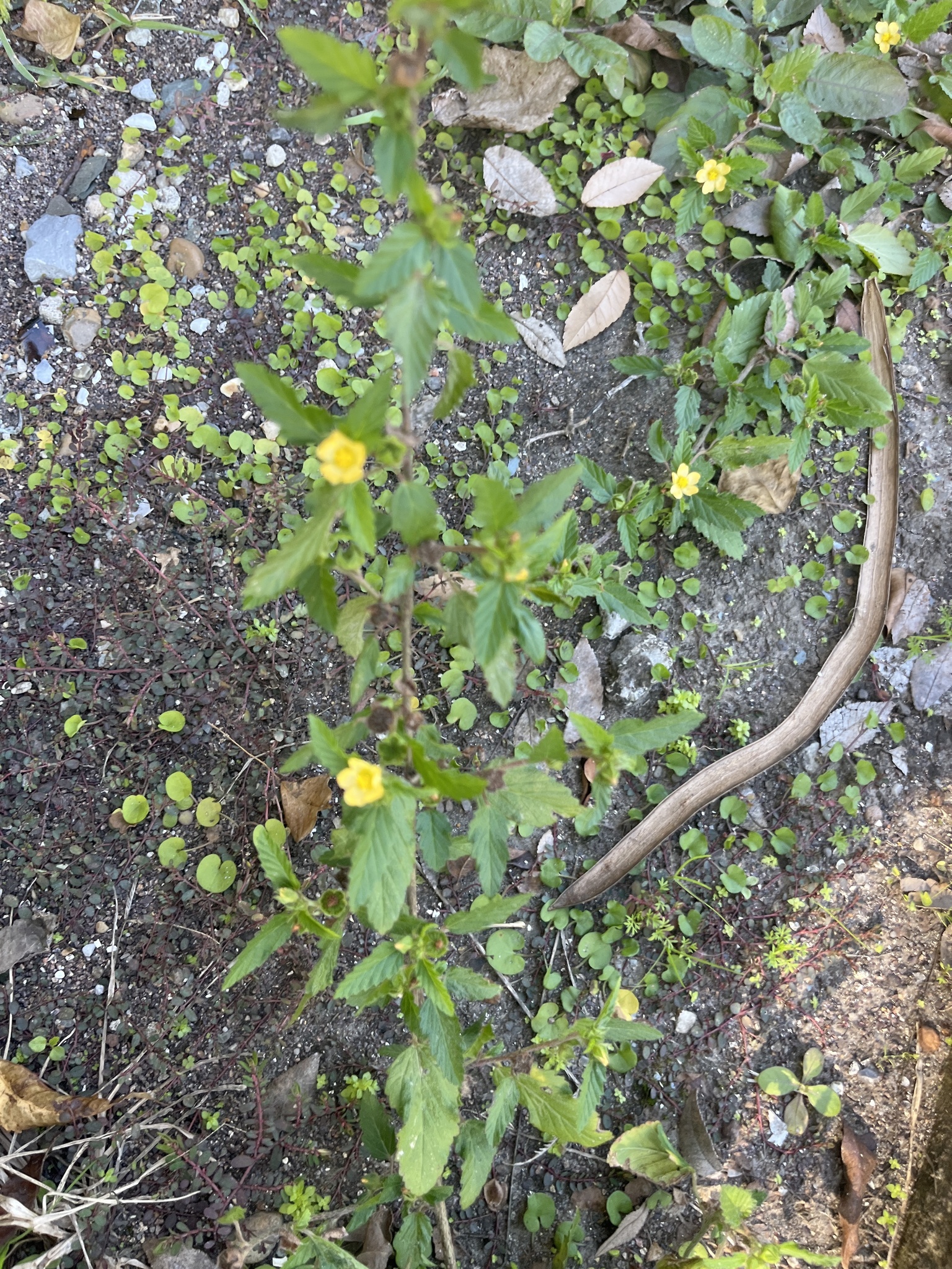 Imagem de Malva-branca