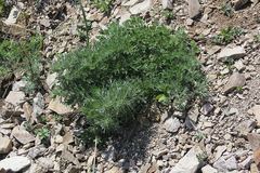 Artemisia littoricola