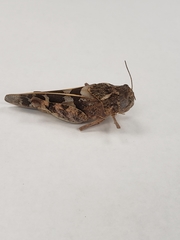 Leprus