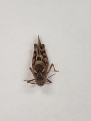 Leprus