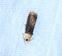 Hedya iophaea