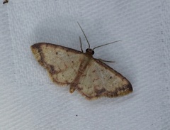 Idaea impexa