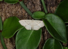 Idaea ptyonopoda