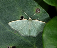 Microloxia chlorissodes