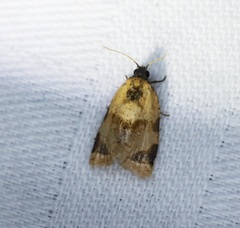 Neocalyptis liratana