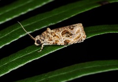 Phaecasiophora