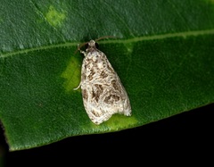 Phaecasiophora