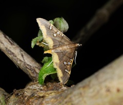 Prophantis adusta