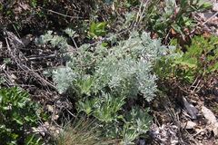 Artemisia pannosa