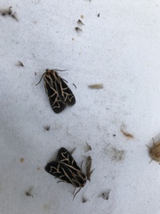 Apantesis williamsii