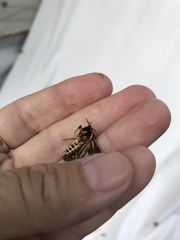 Apantesis williamsii