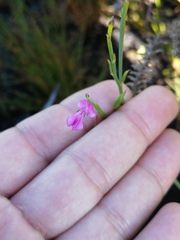 Indigofera ionii