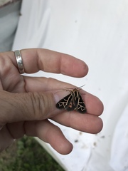 Apantesis williamsii