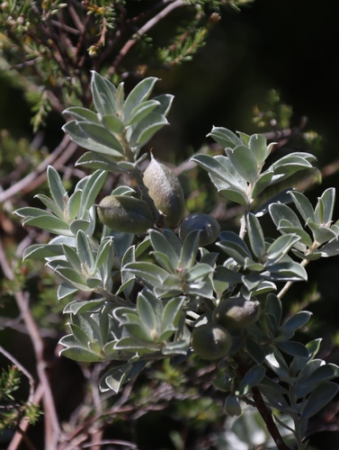 Image of Podalyria sericea by (c) Tony Rebelo, some rights reserved (CC BY-SA)