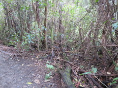 Melicytus ramiflorus ramiflorus