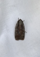 Eueretagrotis attentus