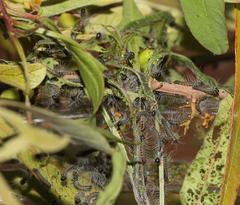 Bombycomorpha bifascia