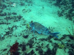 Nemadactylus douglasii