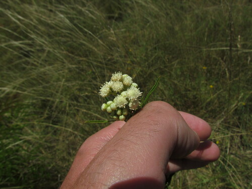 Image of Baccharis glutinosa by (c) Matias Cabezas, some rights reserved (CC BY)