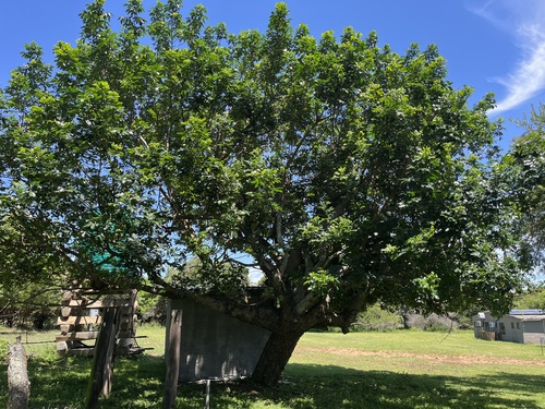 Foto de Mafurreira