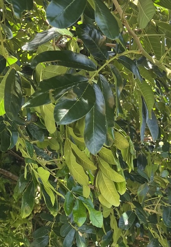 Foto de Mafurreira