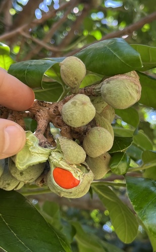 Foto de Mafurreira