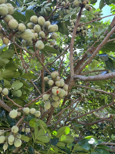 Foto de Mafurreira