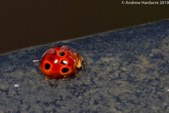 Coelophora bowringii