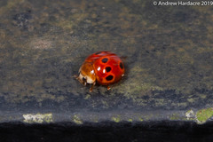 Coelophora bowringii