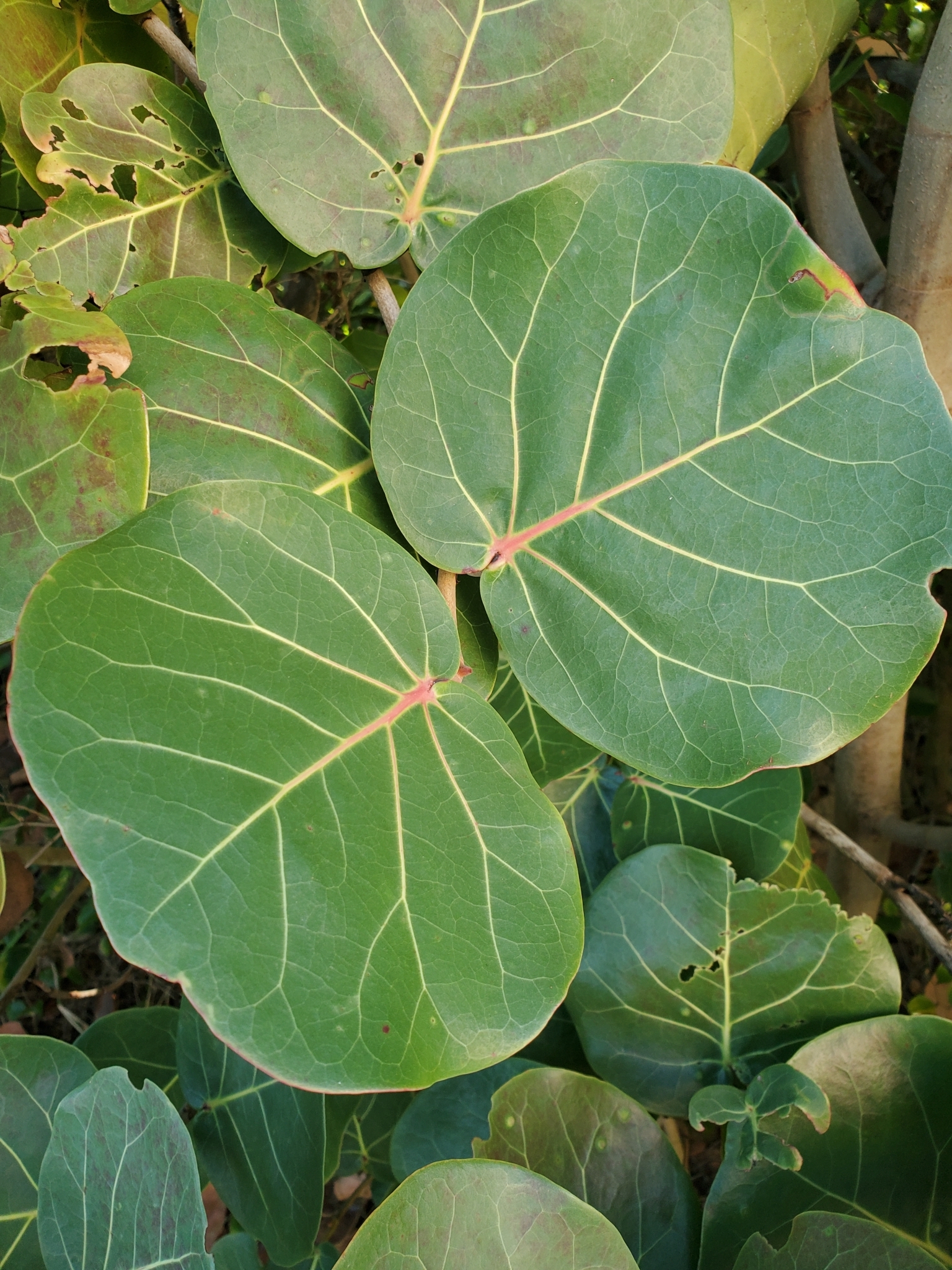 Imagem de Uva-do-mar