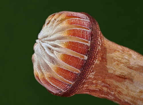 Ptychostomum capillare