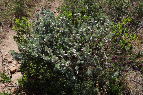 Image of Satin bush by (c) Tony Rebelo, some rights reserved (CC BY-SA)