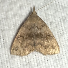 Phalaenostola eumelusalis