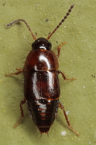 Staph beetle