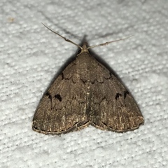 Zanclognatha dentata