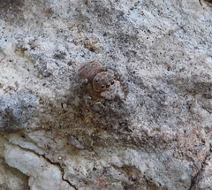 Attulus distinguendus