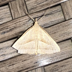 Macrochilo absorptalis