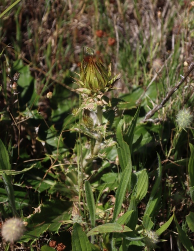 Image of Berkheya armata by (c) Tony Rebelo, some rights reserved (CC BY-SA)