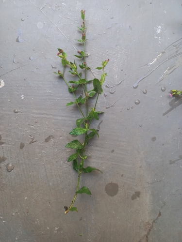 Image of Tiny-Petal Waxweed (Cuphea micrantha) by no rights reserved