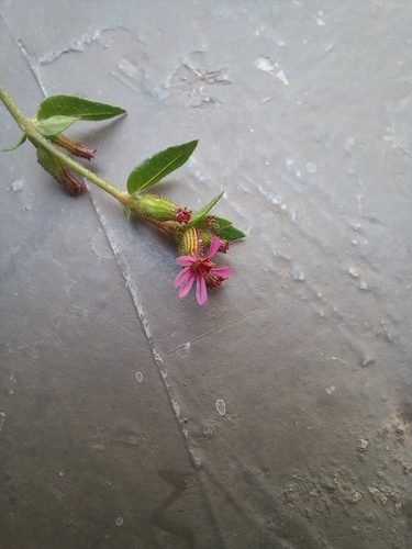 Image of Tiny-Petal Waxweed (Cuphea micrantha) by no rights reserved