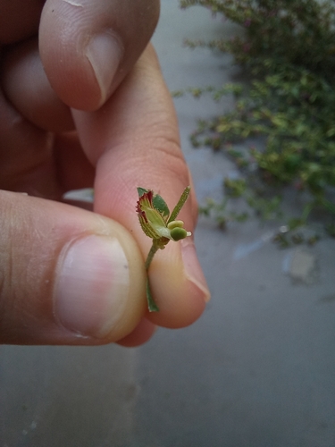 Image of Tiny-Petal Waxweed (Cuphea micrantha) by no rights reserved
