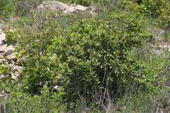 Berberis amurensis